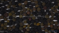 seed