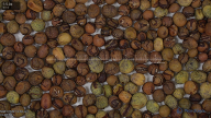 seed