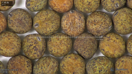 column seed