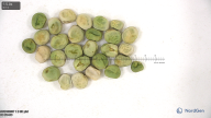 seed