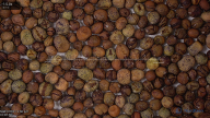 seed