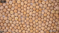 seed