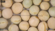 column seed