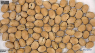 seed