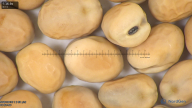 column seed