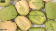 column seed