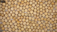 seed
