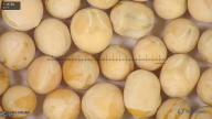 column seed