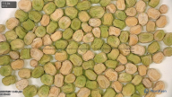 column seed
