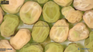 column seed