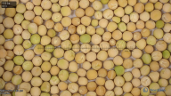 seed