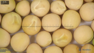 column seed