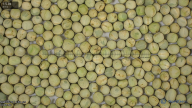 seed