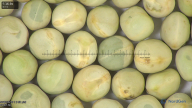 column seed