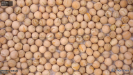 seed