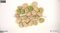 column seed