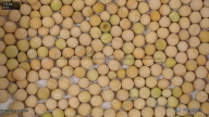 seed