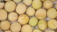 column seed