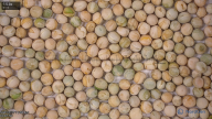 column seed