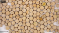 seed