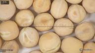 column seed