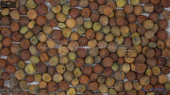 seed