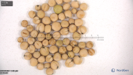 column seed