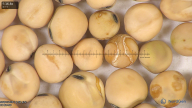 column seed