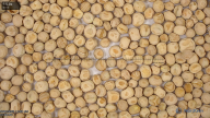 seed