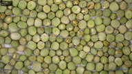seed