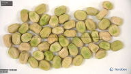 seed