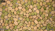 seed