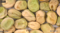 column seed
