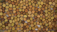 seed