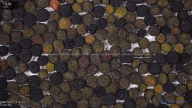 seed