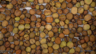 seed