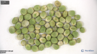 seed
