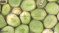 column seed