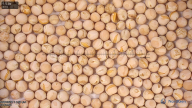 column seed