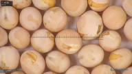 column seed