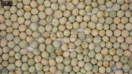 seed