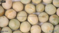 column seed