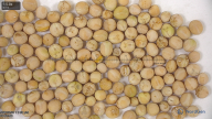 seed
