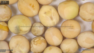 column seed