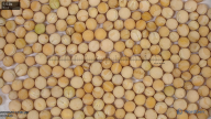 seed