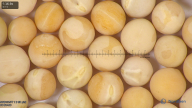 column seed