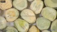 column seed