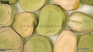 column seed