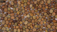 seed