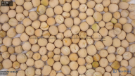 seed